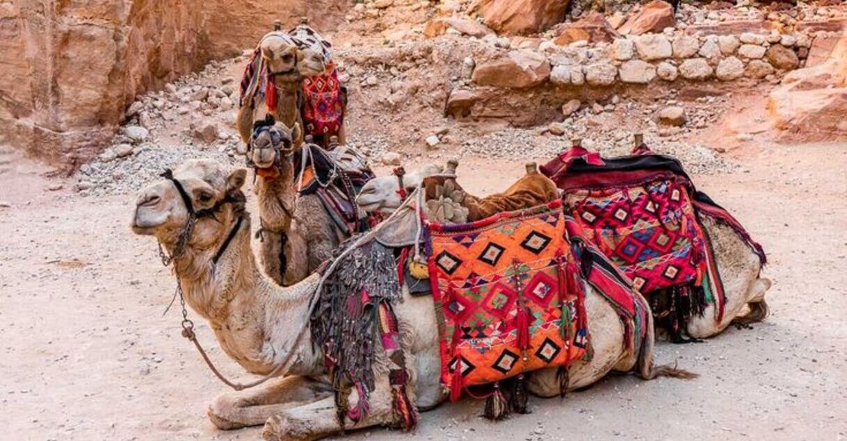 jordan-transport-camel