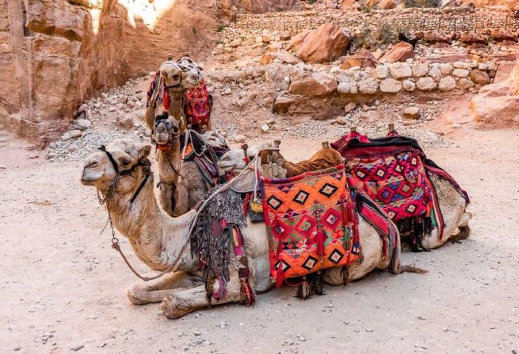 camel-jordan-travel-transport