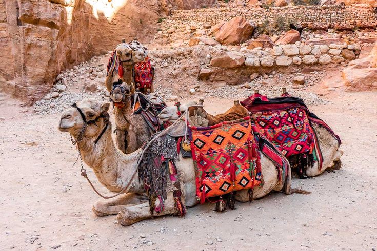 camel-rides-petra