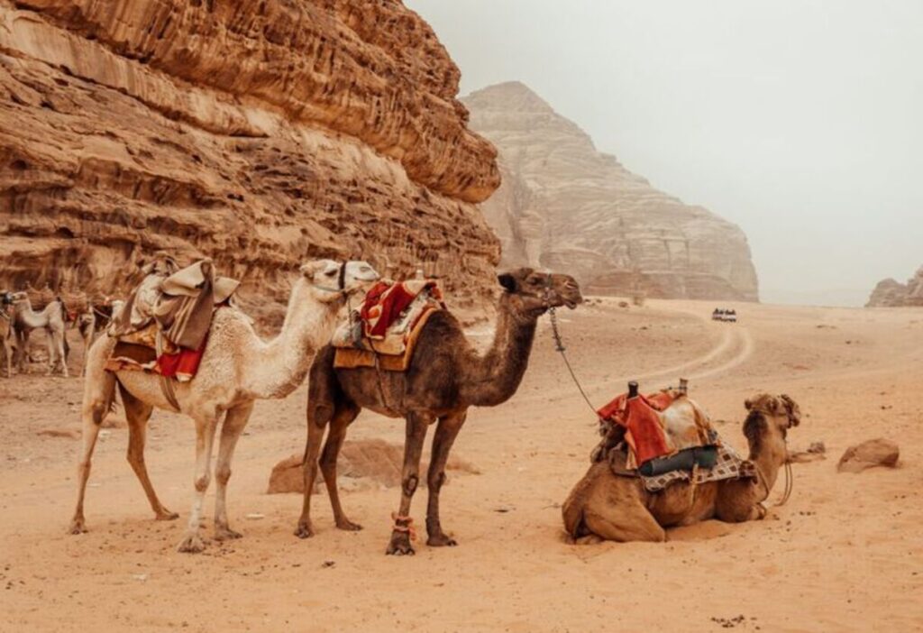 Jordan-transportation-camel