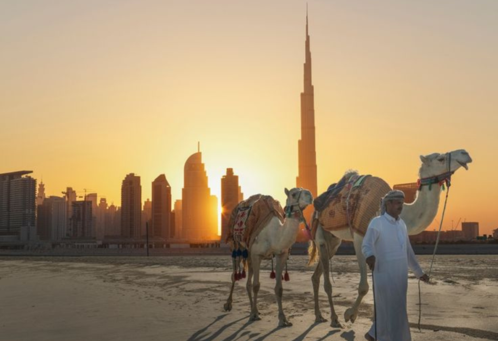 beautiful-view-camel-and-burj-khalifa-in-dubai