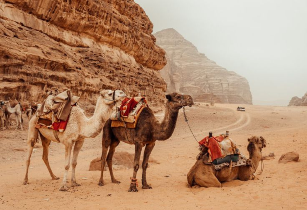 camel-and-fantastic-view-petra-in-jordan