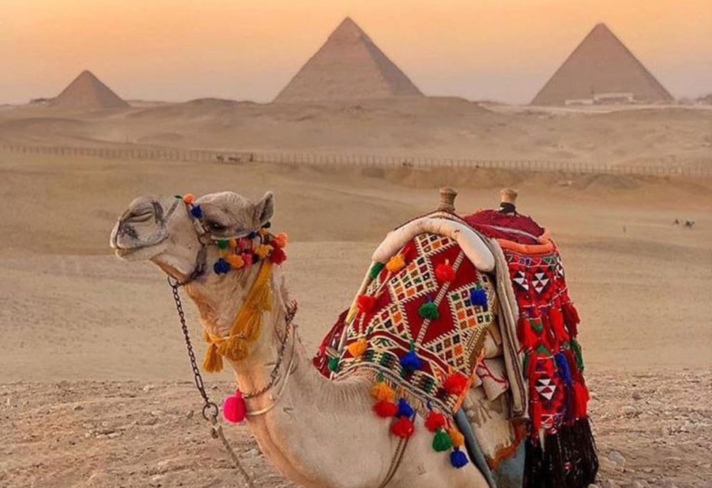 camel-setting-on-giza-egypt