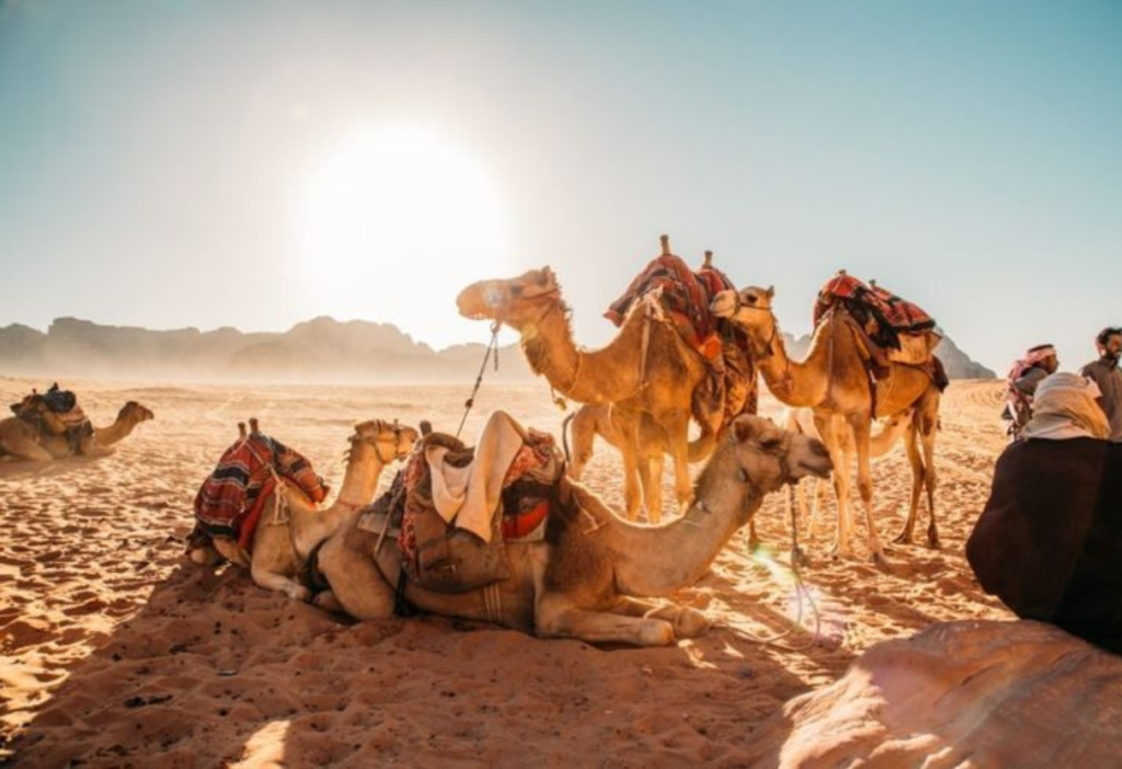 camel-sits-in-the-desert